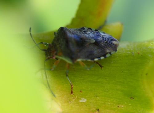 Elasmucha grisea grisea